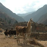 Anthropology.net