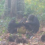 Primatology.net