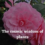 Reclaim Your Natural Wisdom