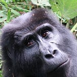 Primatology.net