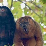 Primatology.net