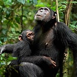Primatology.net