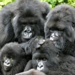 Primatology.net