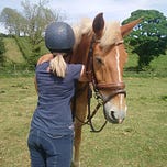 Horse&Field