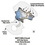 Anthropology.net