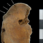Anthropology.net