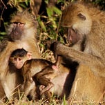 Primatology.net
