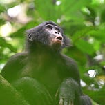 Primatology.net