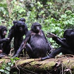 Primatology.net