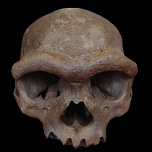 Anthropology.net