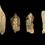 Anthropology.net