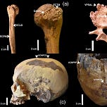 Anthropology.net
