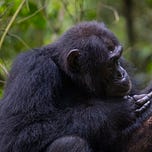 Primatology.net