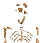 Anthropology.net