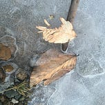The Growing Edge