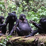 Primatology.net