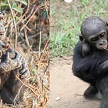 Primatology.net