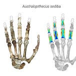 Anthropology.net