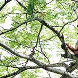 Primatology.net