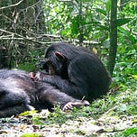 Primatology.net