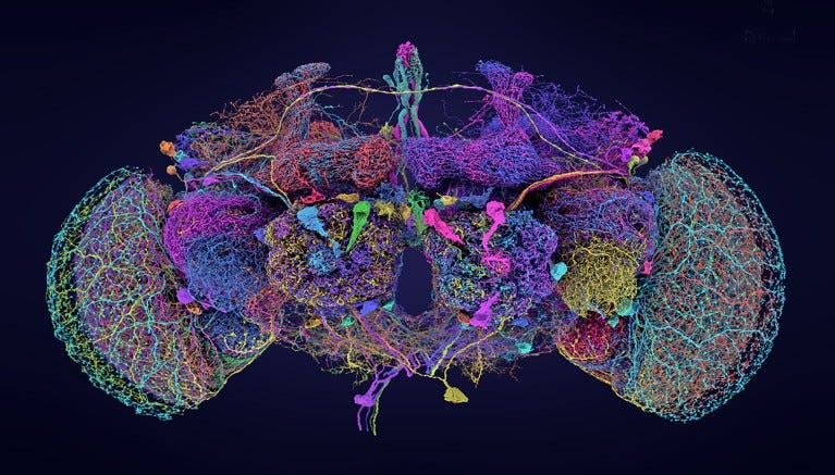 A comprehensive map of the fifty largest neural connections of the fly brain.