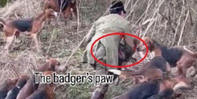 Huntsman Tom Wright concealing a dead badger