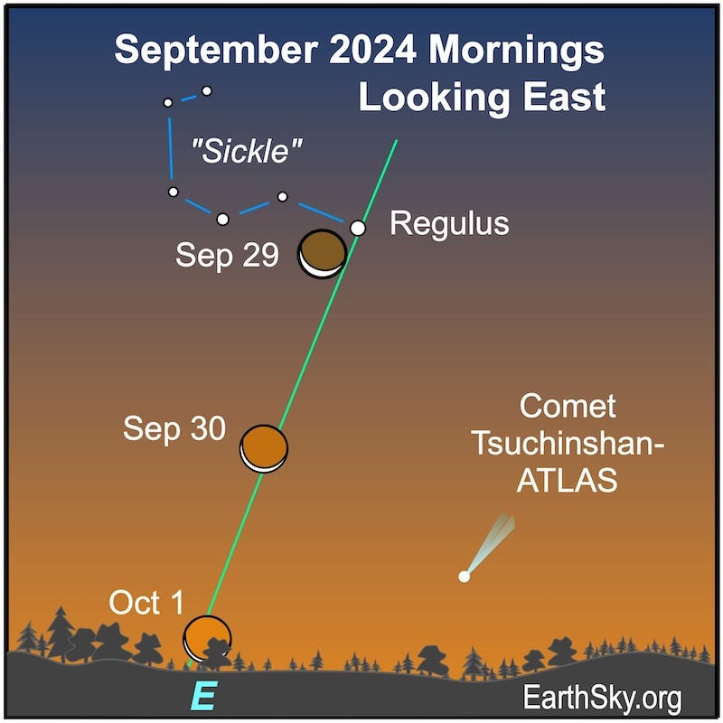 Star chart of eastern horizon and sky with 3 waxing crescent moons near Regulus, the Sickle and Comet Tsuchinshan-Atlas, all annotated.