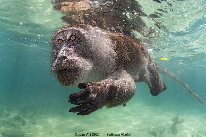 un macaco buceando en la playa mientras busca algo que comer