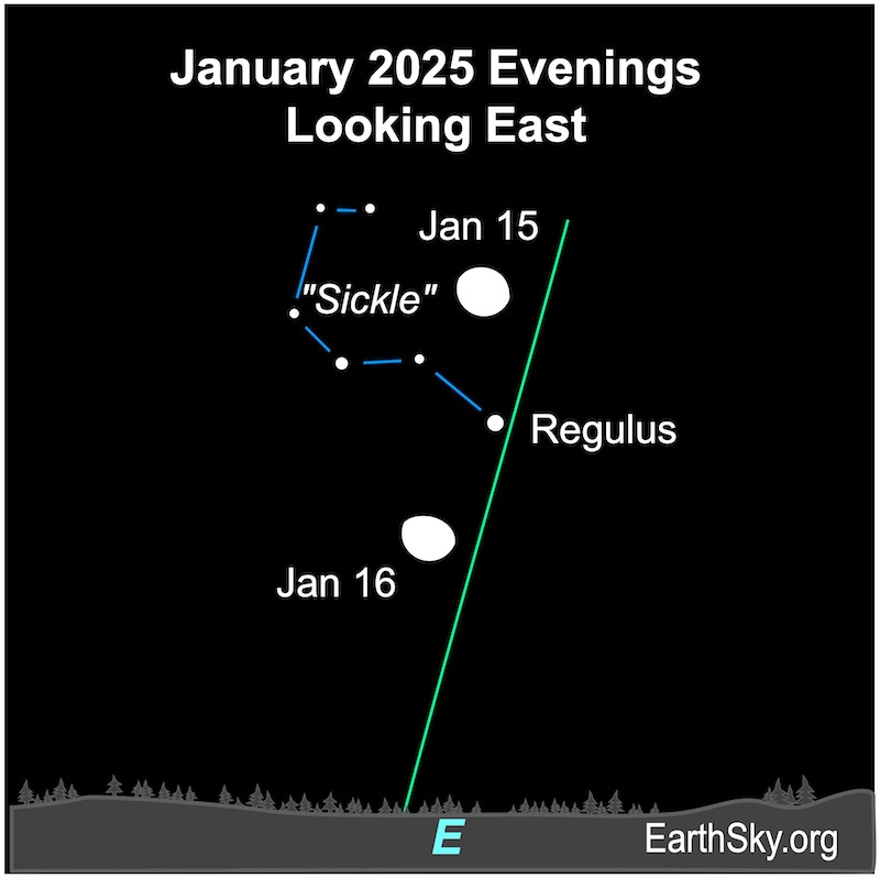 Chart showing a fat hemisphere for the moon on January 15 and 16 with a white dot with a few small dots for Regulus and the star pattern the Sickle.