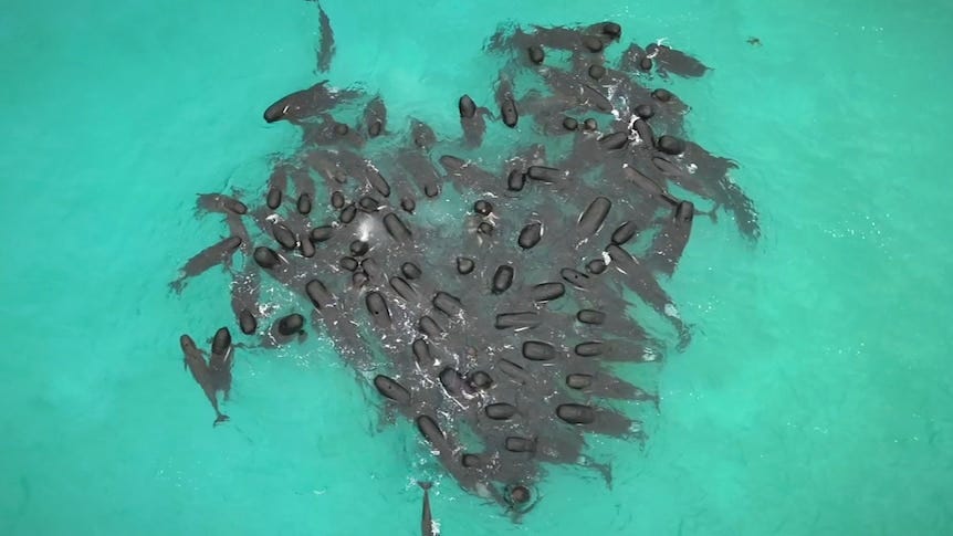 The pilot whales formed a heart shape in the ocean right before they  beached. - ABC News