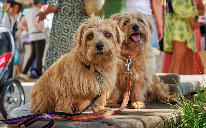 Two terriers sitting on a bench, with a market taking place behind them