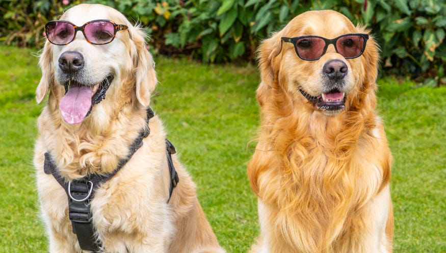 Two golden retriever dogs sitting side by side wearing sunglasses