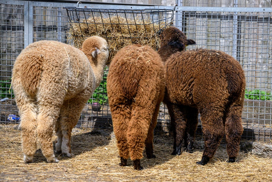 A trio of alpacas