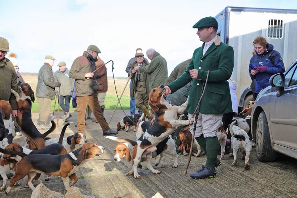 Dorset and Somerset Bassets