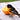Birdingmom's avatar