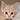 cat's avatar
