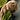Tardigrade's avatar