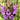 Pemdas Vulgaris's avatar