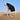 Antipodean's avatar