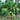 sempervirens's avatar