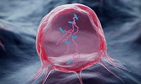 Cells and Vibration