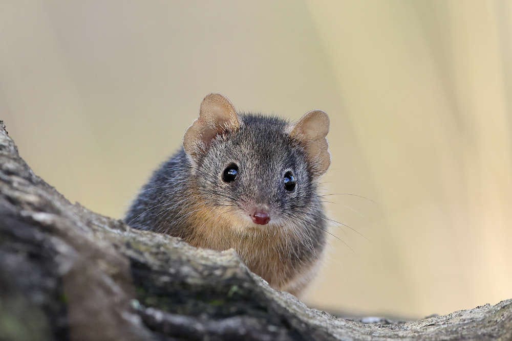 macho de antequino australiano, mirando curioso a la cámara, parece un ratón, pero es un marsupial