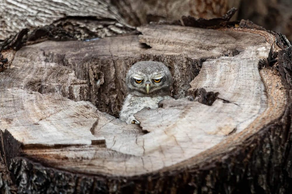 un pequeño mochuelo moteado de la India, observando con desaprobación desde el interior de un tronco