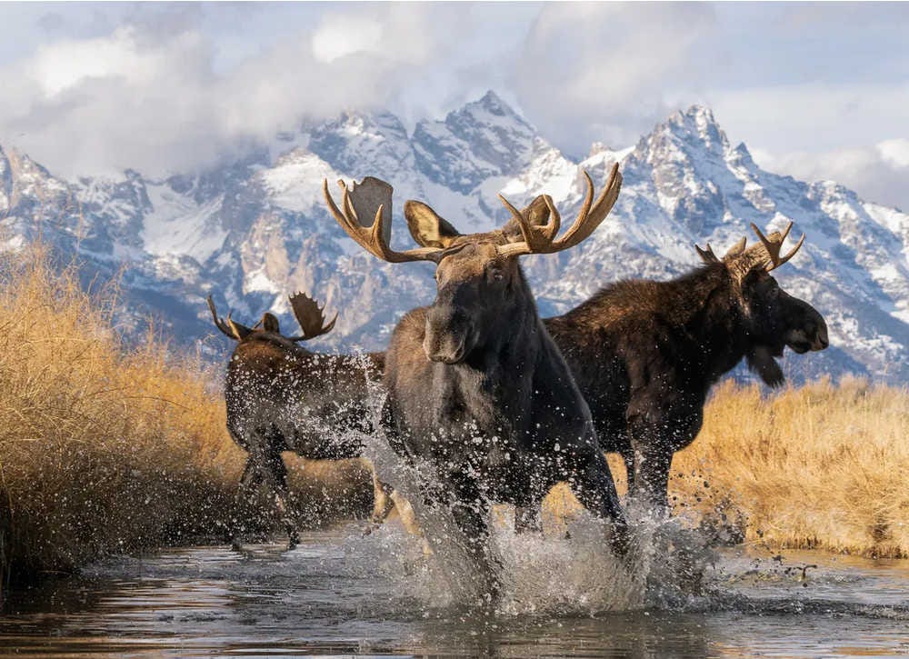 tres alces jóvenes juegan en un río con unas montañas nevadas detrás