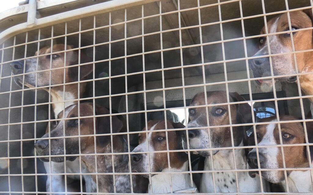 Devon and Somerset hounds