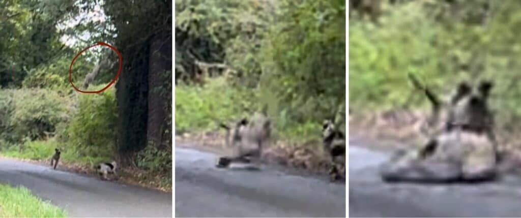 west norfolk hound jumps off bridge