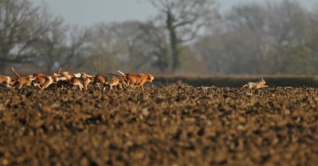 Harrier pack chasing a hare