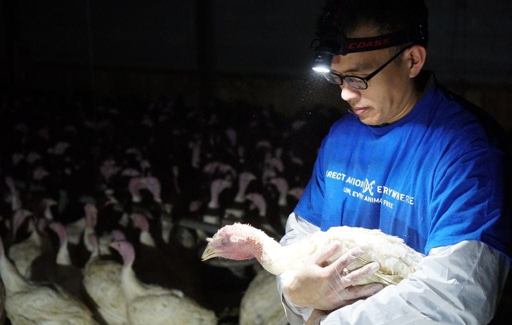 (Courtesy Wayne Hsiung)  Turkeys are seen at a Norbest farm near Moroni, Utah. The photos were taken by activists from Direct Action Everywhere.