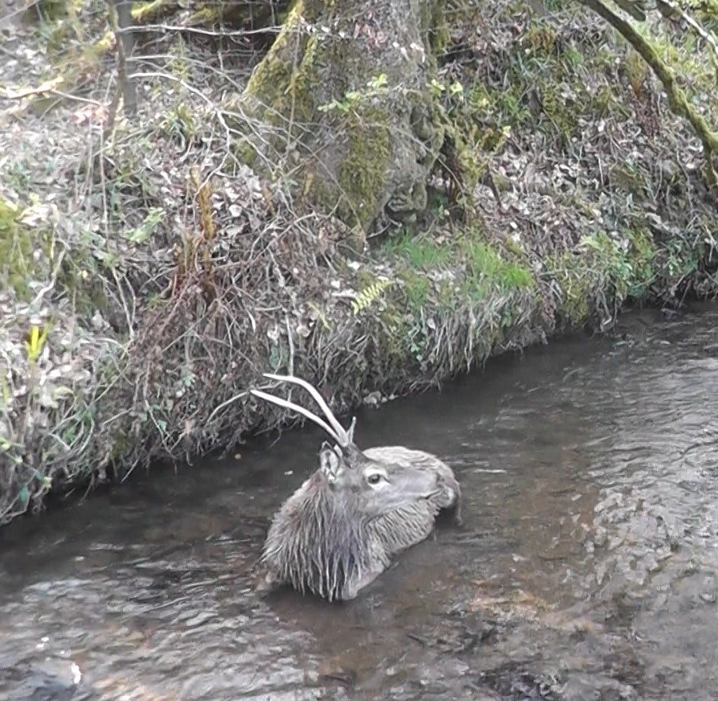 The young stag is exhausted as he collapses into the river. Photo by North Dorset Hunt Saboteurs