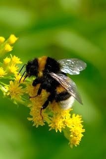 How to Grow Fall Blooming Goldenrod